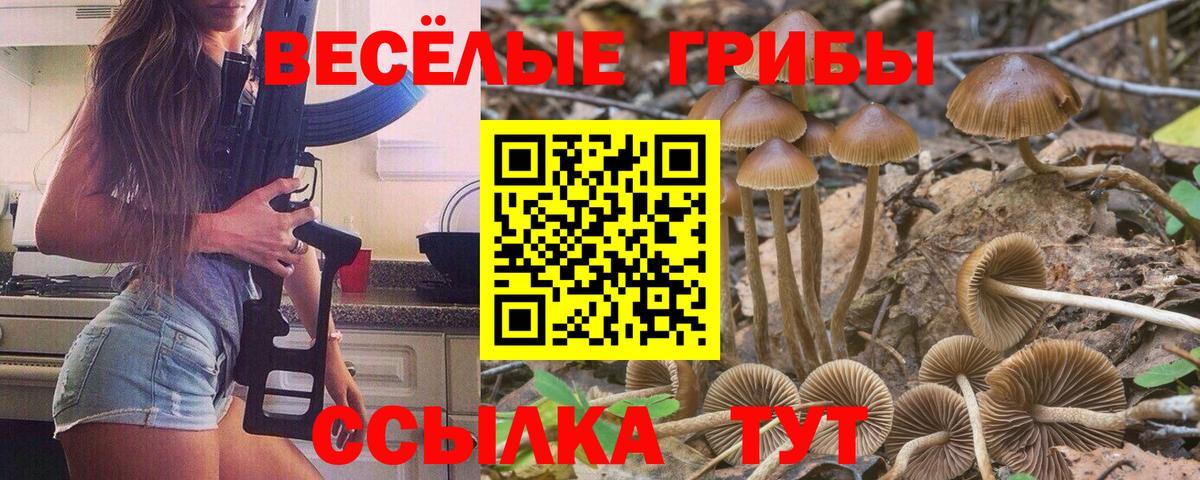 Псилоцибиновые грибы Psilocybine cubensis Знаменск